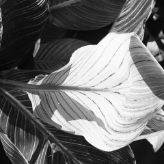 Fern-1