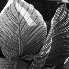 Fern-2