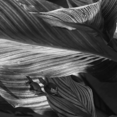 Fern-3