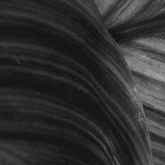 Fern-4
