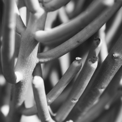 No Cactus