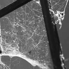 Spider Web 1
