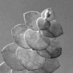 Sprig