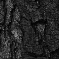 Tree Bark