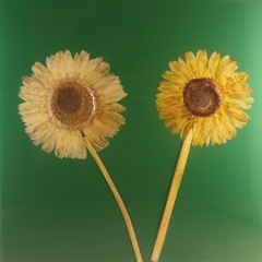 GREEN-10
