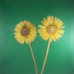 GREEN-12