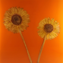 ORANGE-10