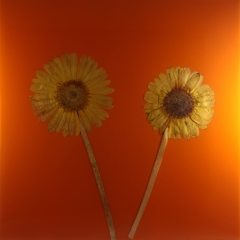 ORANGE-12