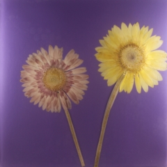 PURPLE-10