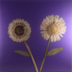 PURPLE-12