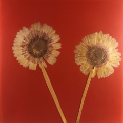 RED-10
