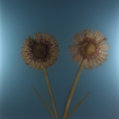 SKY-BLUE-12
