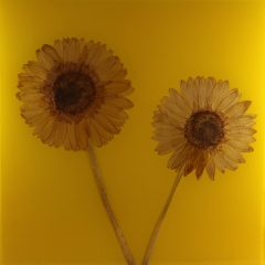YELLOW-10
