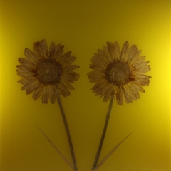YELLOW-12