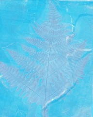 blue-fern