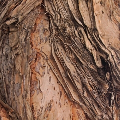 Bark