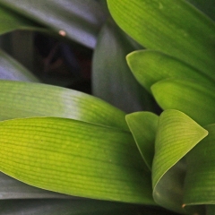 Fern-1