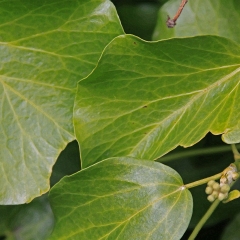 Green-leaves-1