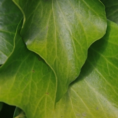 Green-leaves-2