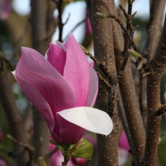 Pink and White