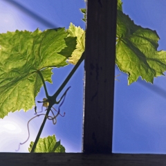 Leaves-on-high-1