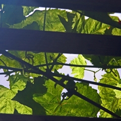 Leaves-on-high-10