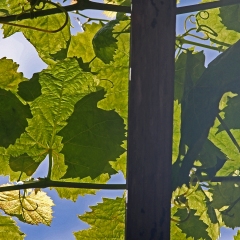 Leaves-on-high-2