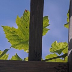 Leaves-on-high-4