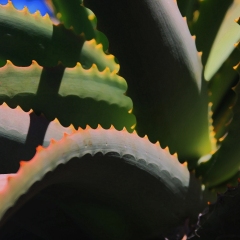 Serrated-1