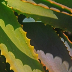 Serrated-2