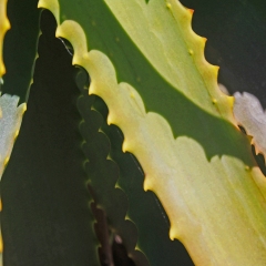 Serrated-3