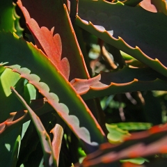 Serrated-4