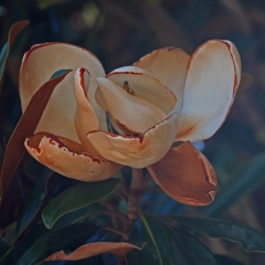 White-flower