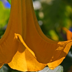 Yellow-flower-1