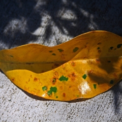 Yellow-leaf