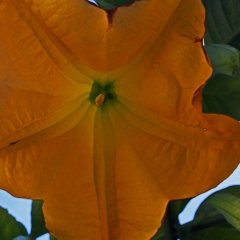 Yellow-star