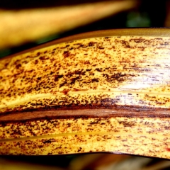 Banana Peel