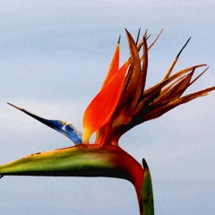 Bird of Paradise