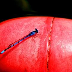 Blue Bug