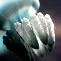 Blue jelly