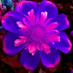 Blue Pink