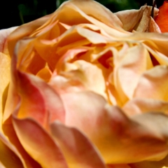 Orange Blur