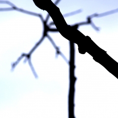 Branches 1