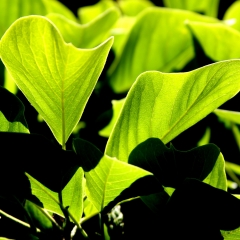 Bright Green