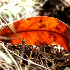 Brown Leaf