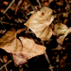 Brown Leaves 2