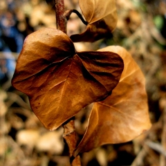 Brown Leaves