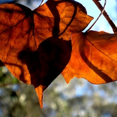 Brown Leaves 3