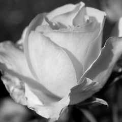 BW Rose
