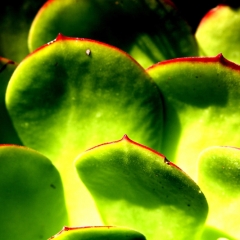Choke Leaves